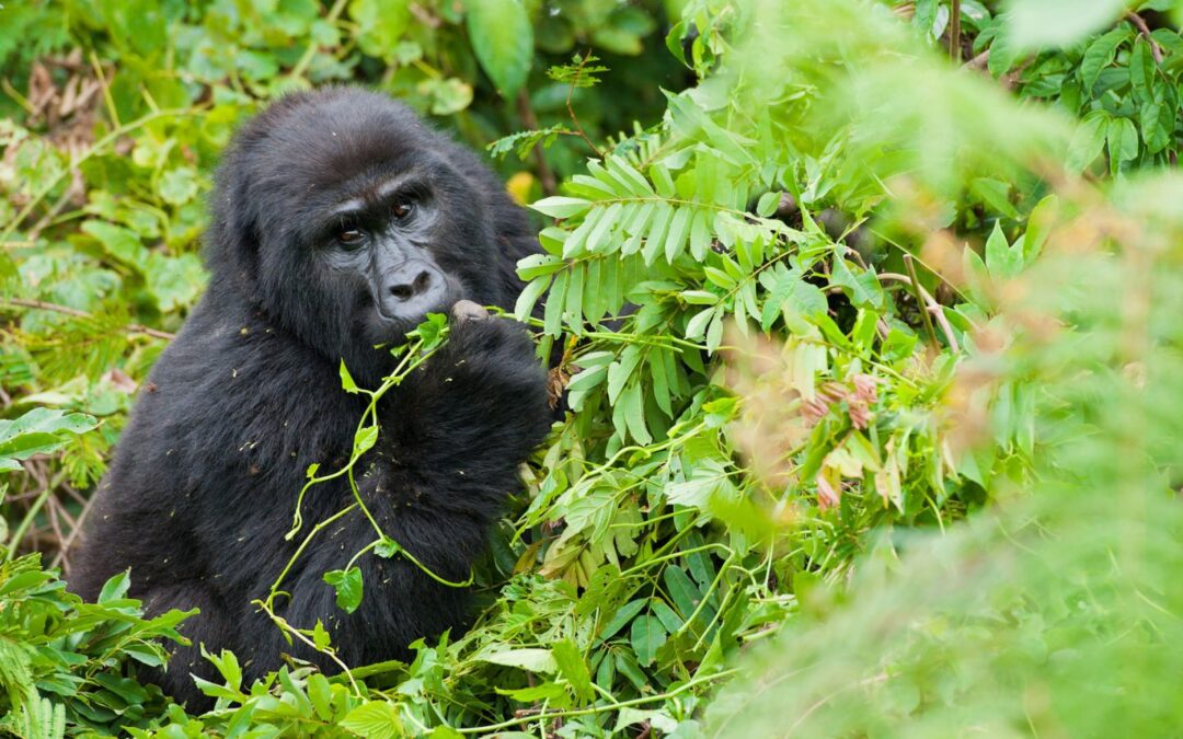 8 Days Uganda Gorilla Safari