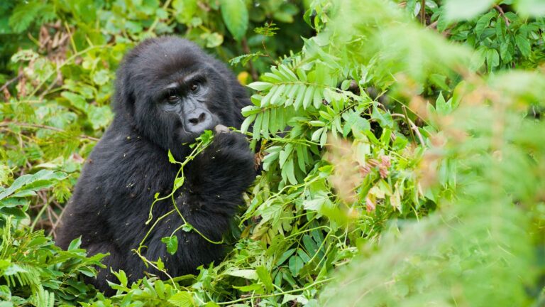 8 Days Uganda Gorilla Safari