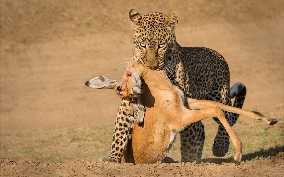 SERENGETI AND NGORONGORO SAFARI
