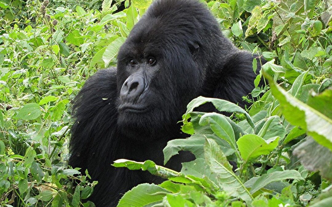 GOMBE FOREST FOR 5 DAYS