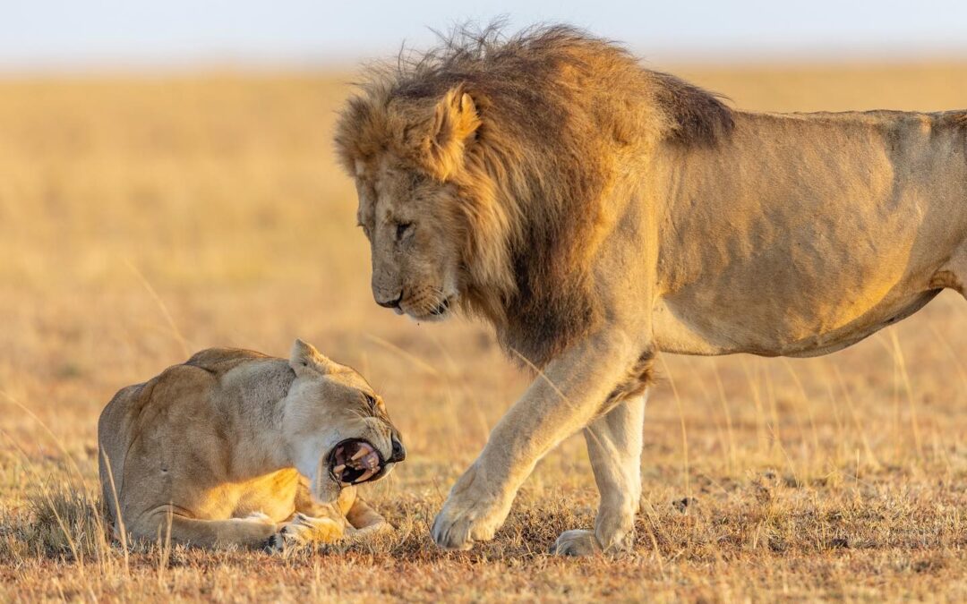 3 Days Adventure Tented Camp Safari to Masai Mara