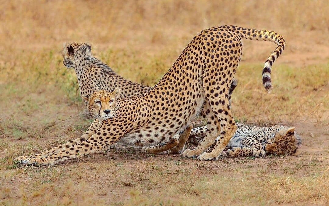 Tarangire ,Manyara and Ngorongoro Crater For 3 Day