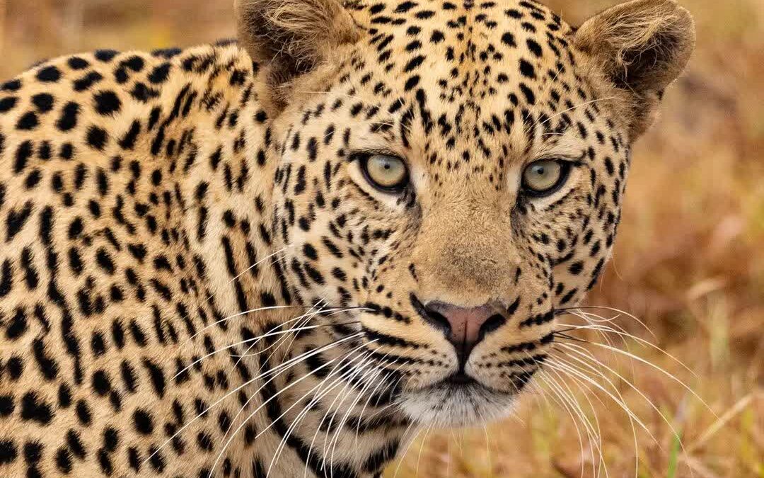 TARANGIRE, LAKE MANYARA, SERENGETI AND NGORONGORO TOUR FOR 6 DAY