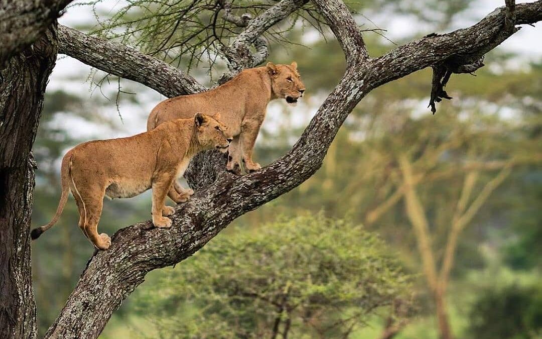 TARANGIRE, MANYARA AND NGORONGORO CRATER FOR 3 DAY