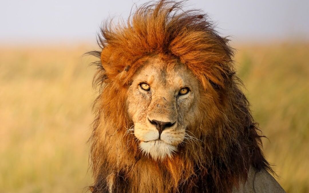 MIKUMI AND SELOUS TOUR FOR 5 DAYS