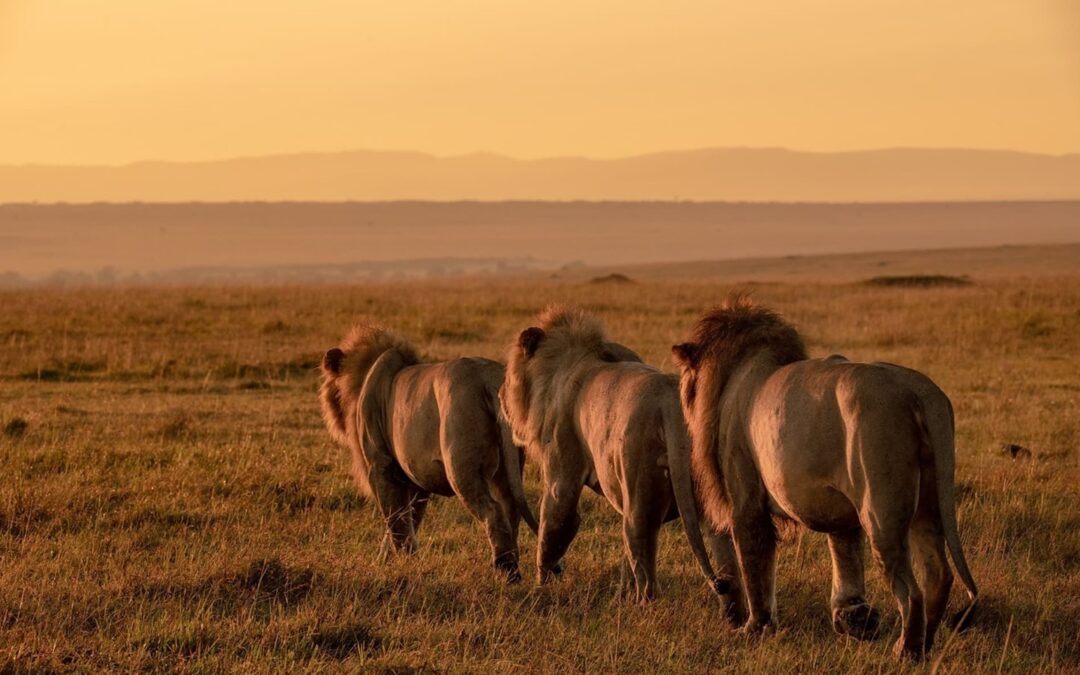 MIKUMI, RUAHA AND UDZUNGWA FOR 7 DAY