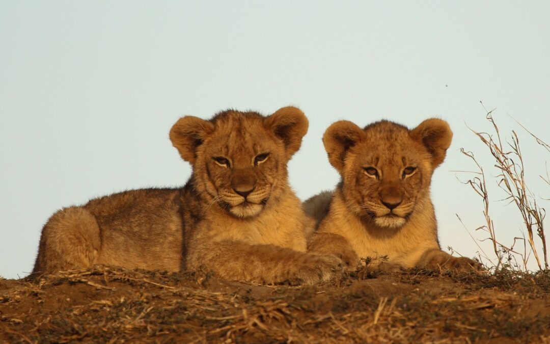 MIKUMI AND UDZUNGWA FOR 3 DAYS