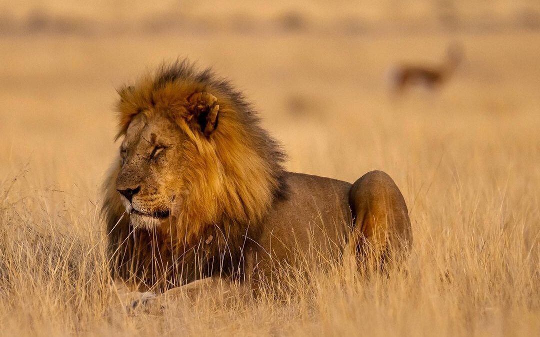 Adventure Camping Safari Tarangire ,Manyara and Serengeti for 7 Days