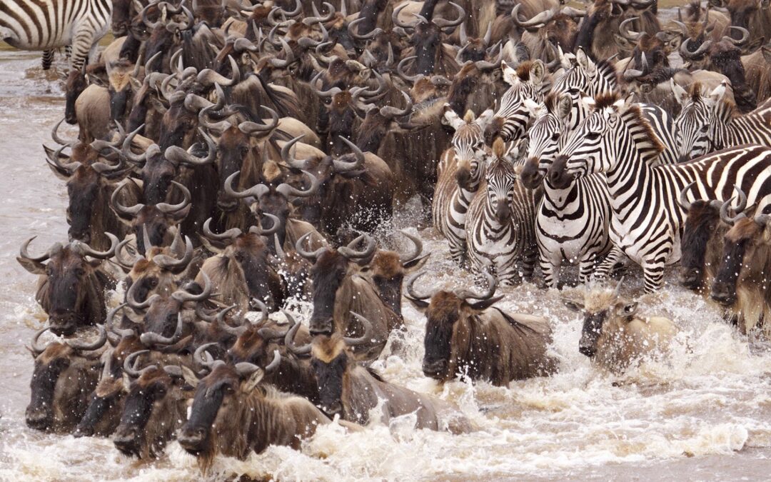 WILDEBEEST CALVING MIGRATION NDUTU FOR 8 DAY