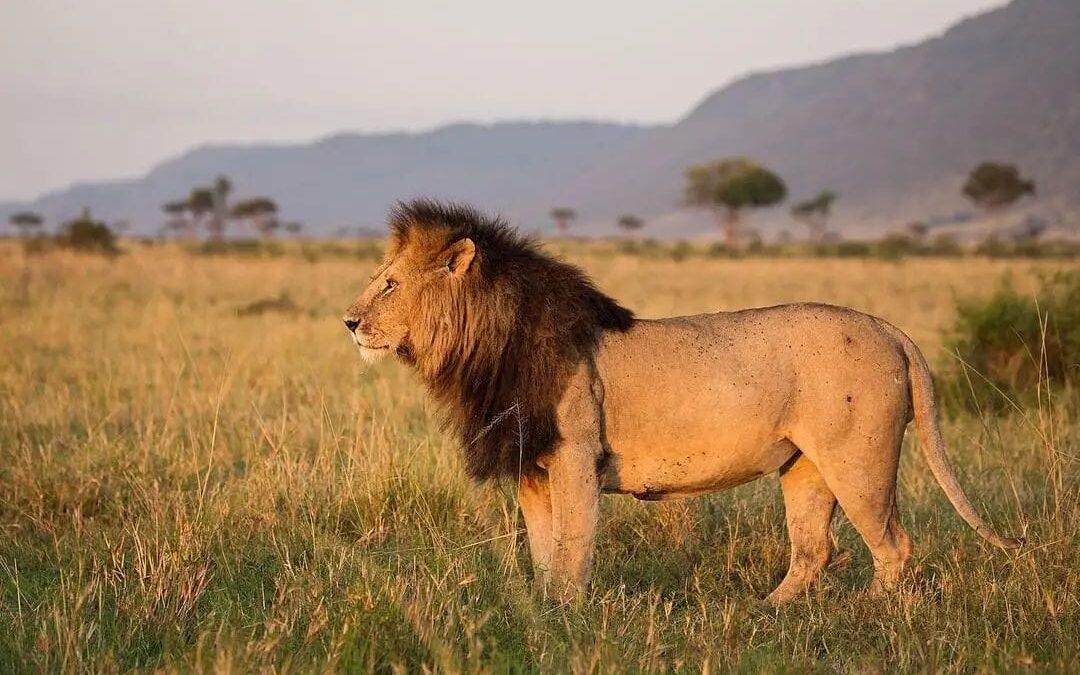 5 Days Tanzania Safari