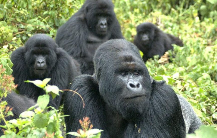 2 Days Rwanda Gorilla Trekking Safari