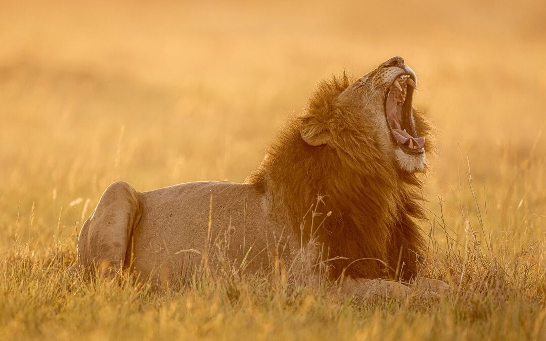 10 Days Lodges Safari Across Kenya and Tanzania
