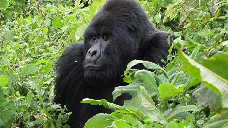 5 Day Gorilla Trekking Safari to Rwanda